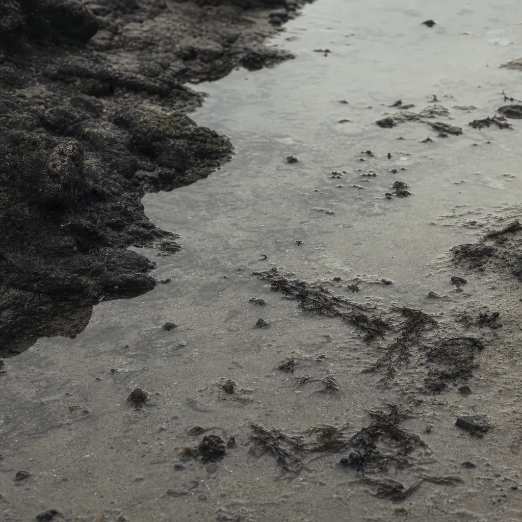 After the Tide — installation view 3